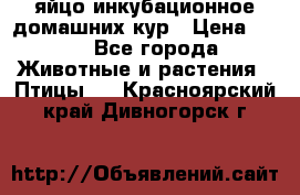 яйцо инкубационное домашних кур › Цена ­ 25 - Все города Животные и растения » Птицы   . Красноярский край,Дивногорск г.